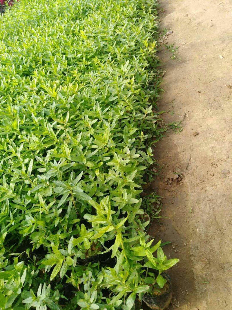 千屈菜哪里便宜有卖/千屈菜批发供应厂家电话