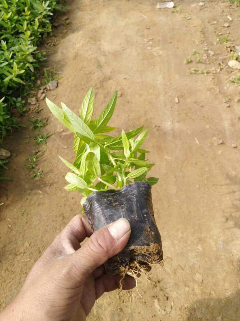 千屈菜哪里便宜有卖/千屈菜批发供应厂家电话