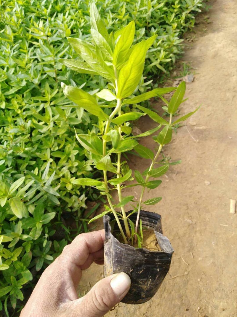 千屈菜哪里便宜有卖/千屈菜批发供应厂家电话