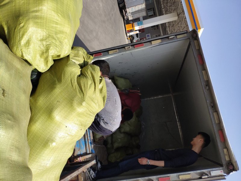 贝贝南瓜产地代办代发全国诚信稳定，可根据客户需求做调整