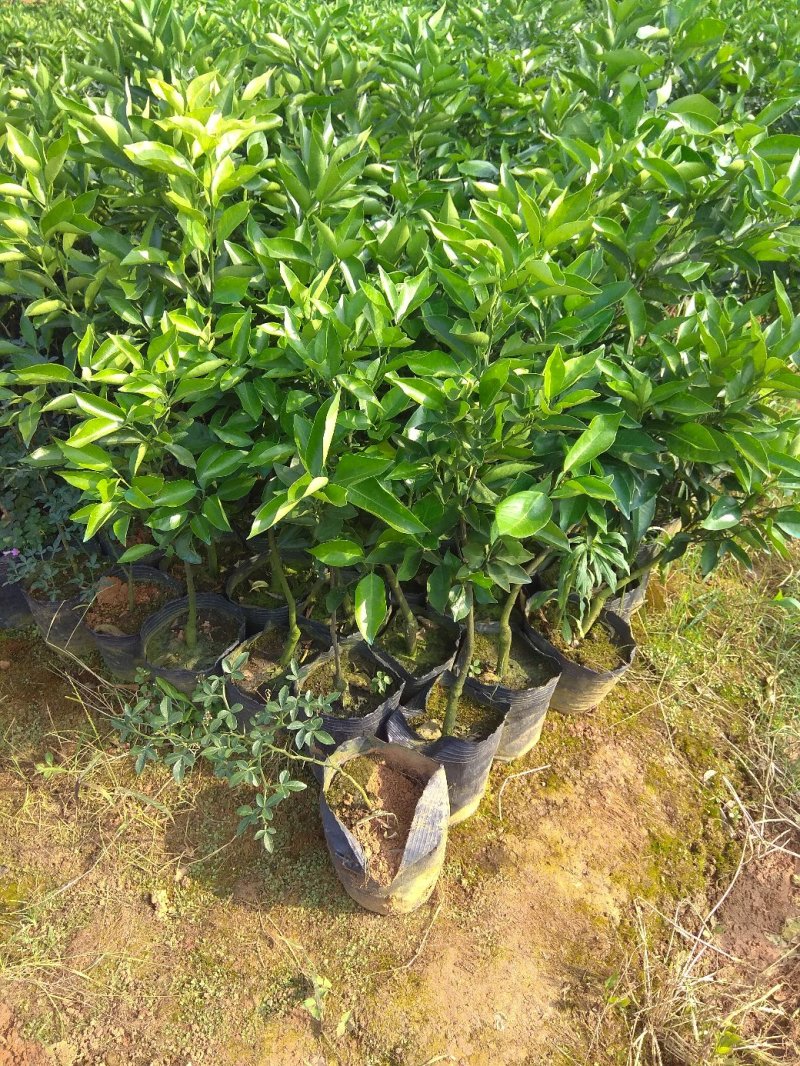 夏橙地苗，包正宗假一赔十，杯苗提供免费种植技术