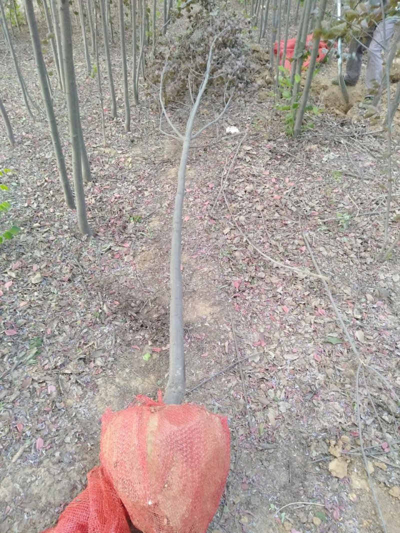 5公分紫叶稠李