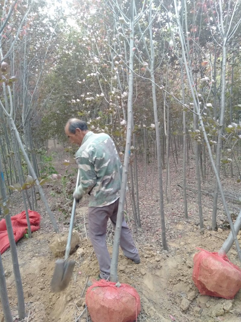 5公分紫叶稠李
