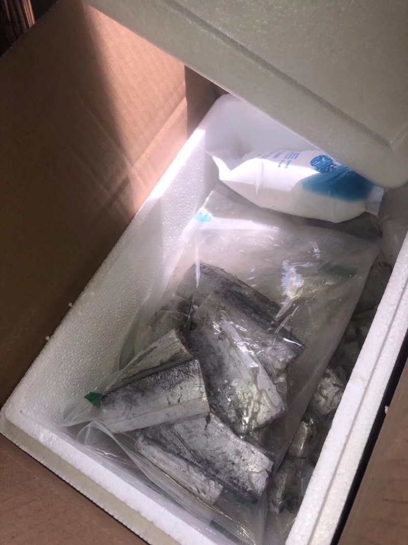 青岛野生刀鱼