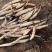 荷花盆栽基地联系电话/盆栽荷花价格批发供应厂家