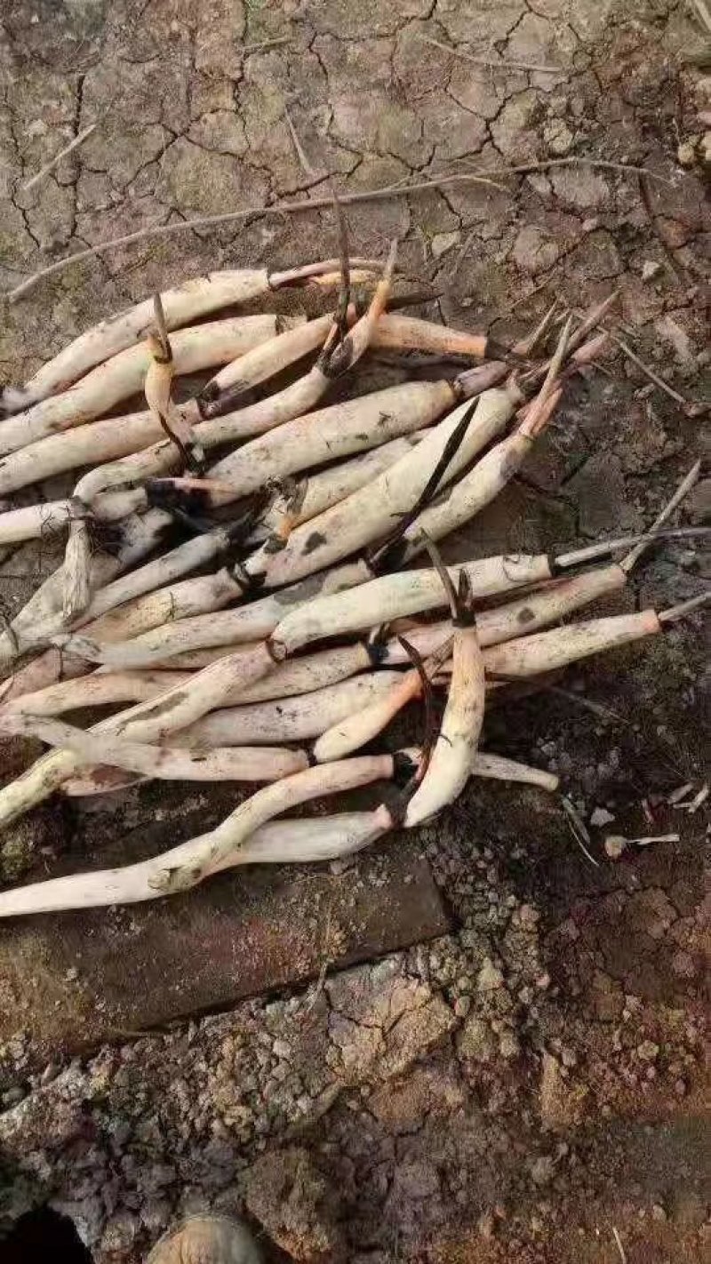 荷花盆栽基地联系电话/盆栽荷花价格批发供应厂家