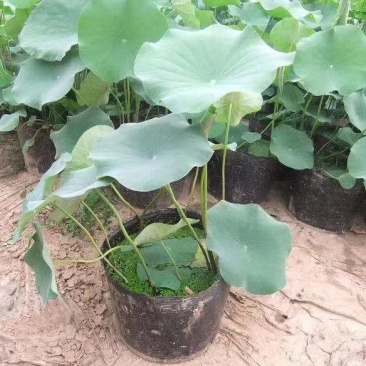 荷花盆栽基地联系电话/盆栽荷花价格批发供应厂家