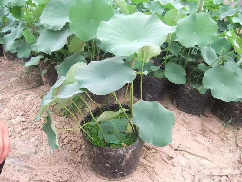荷花盆栽基地联系电话/盆栽荷花价格批发供应厂家