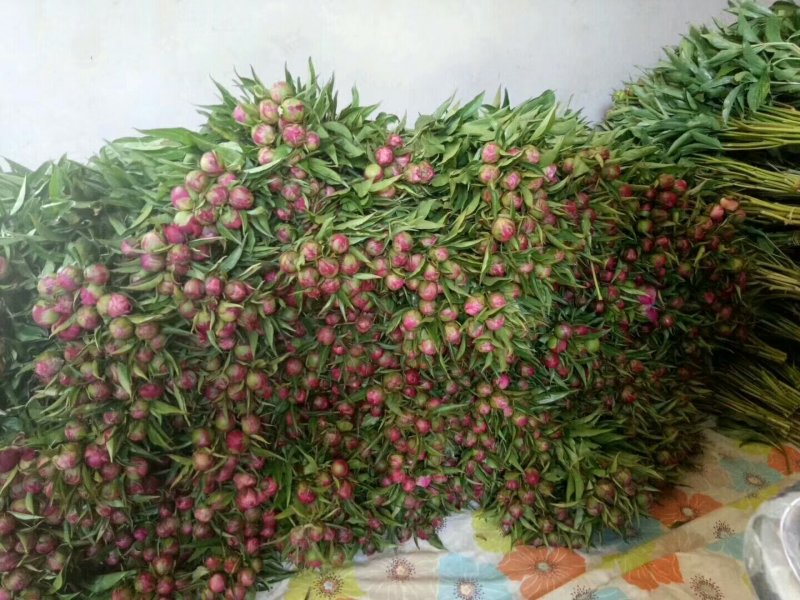 芍药鲜切花，甘肃芍药，甘肃芍药切花