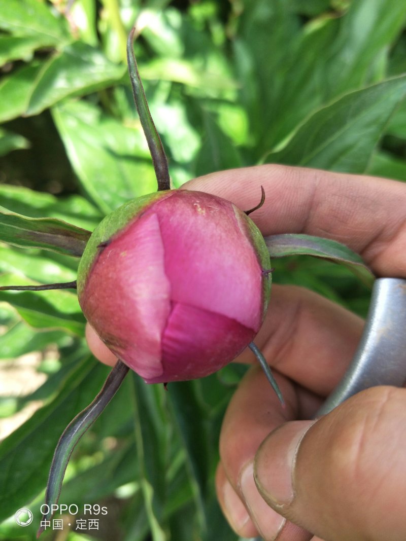 芍药鲜切花，甘肃芍药，甘肃芍药切花