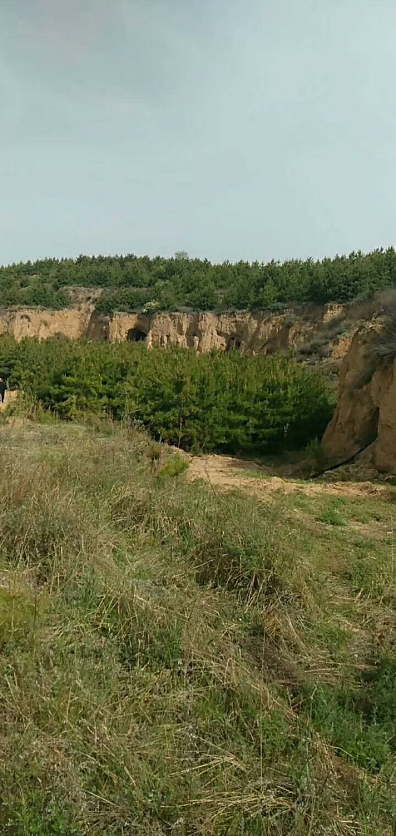 油松杯苗，油松量大产地直销量大从优欢迎选购