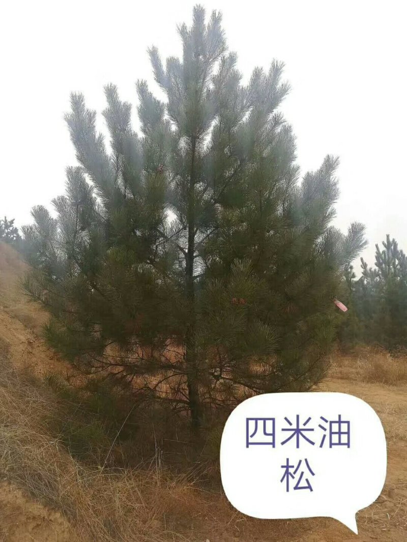 油松杯苗，油松量大产地直销量大从优欢迎选购