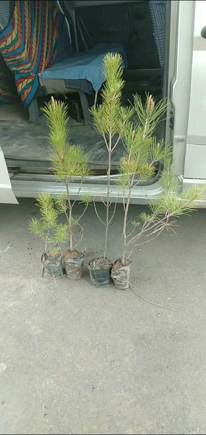 油松杯苗，油松量大产地直销量大从优欢迎选购