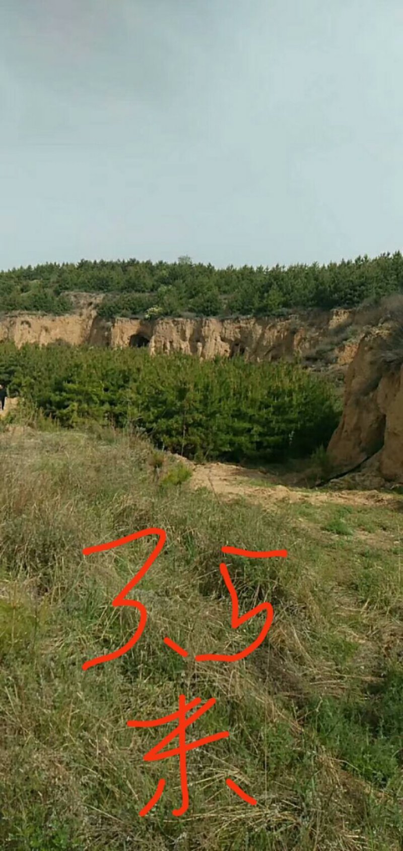 油松杯苗，油松量大产地直销量大从优欢迎选购