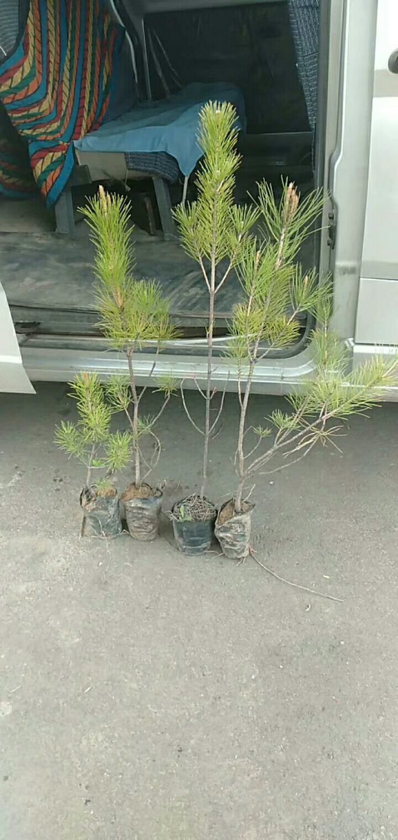 油松杯苗，油松量大产地直销量大从优欢迎选购