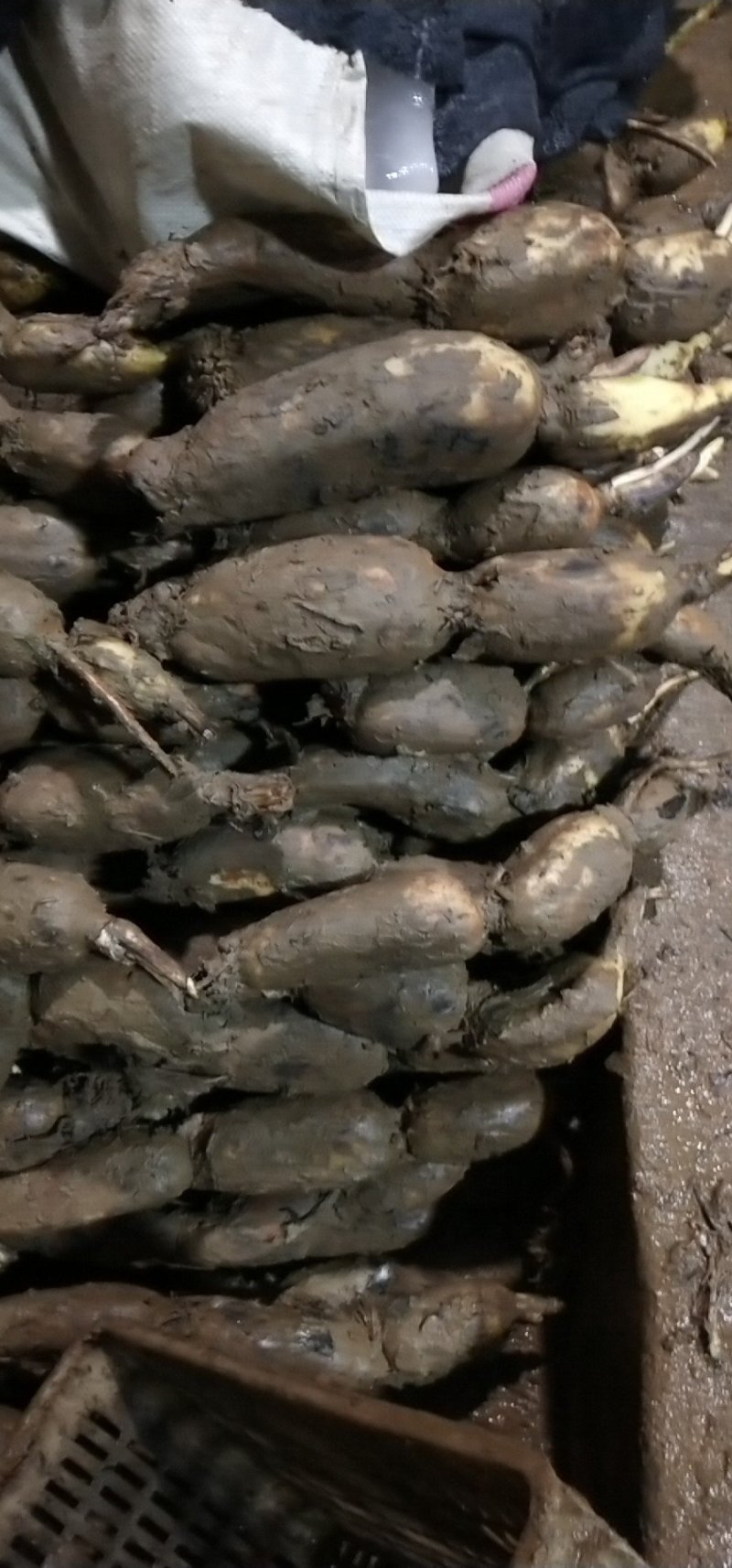 新藕