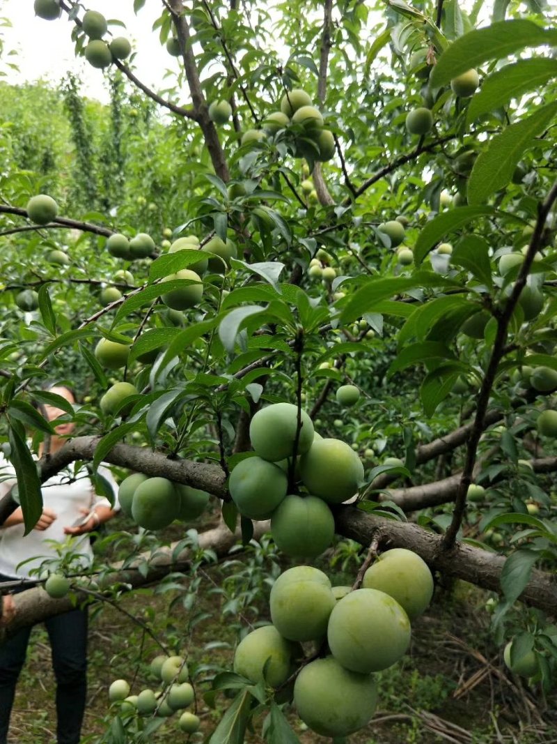 早李子，质量保证，大量供应