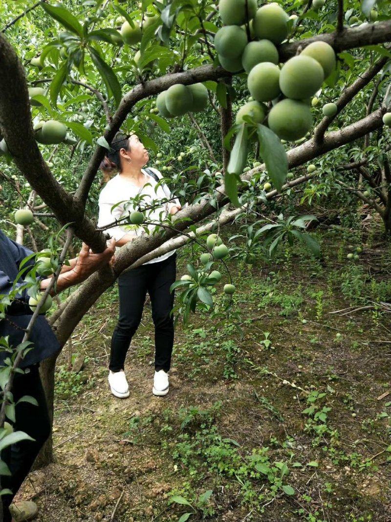 早李子，质量保证，大量供应