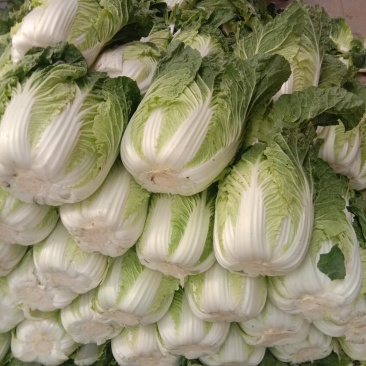 大白菜毛菜