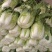 大白菜毛菜