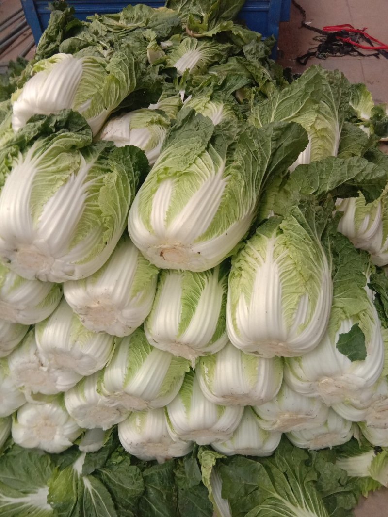 大白菜毛菜