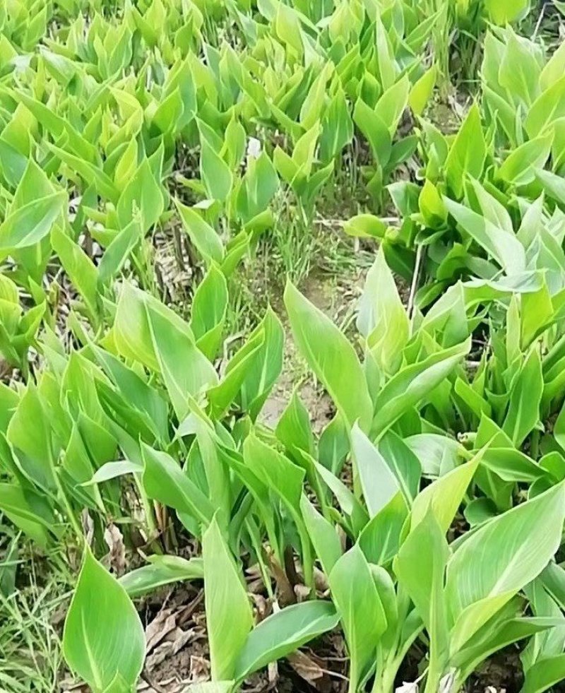 美人蕉净化空气水生植物污水处理