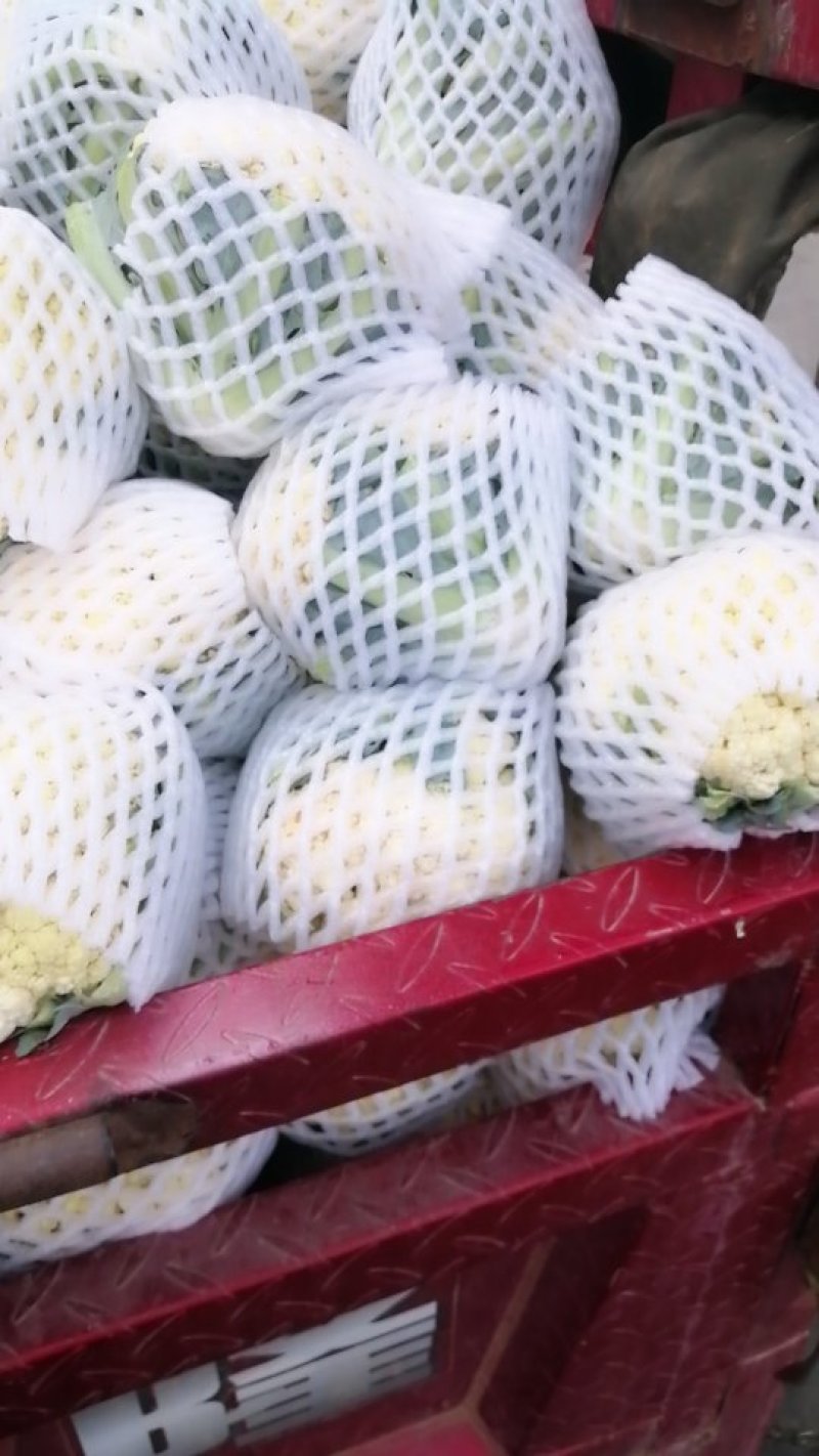花菜，白花，疙瘩花，松花