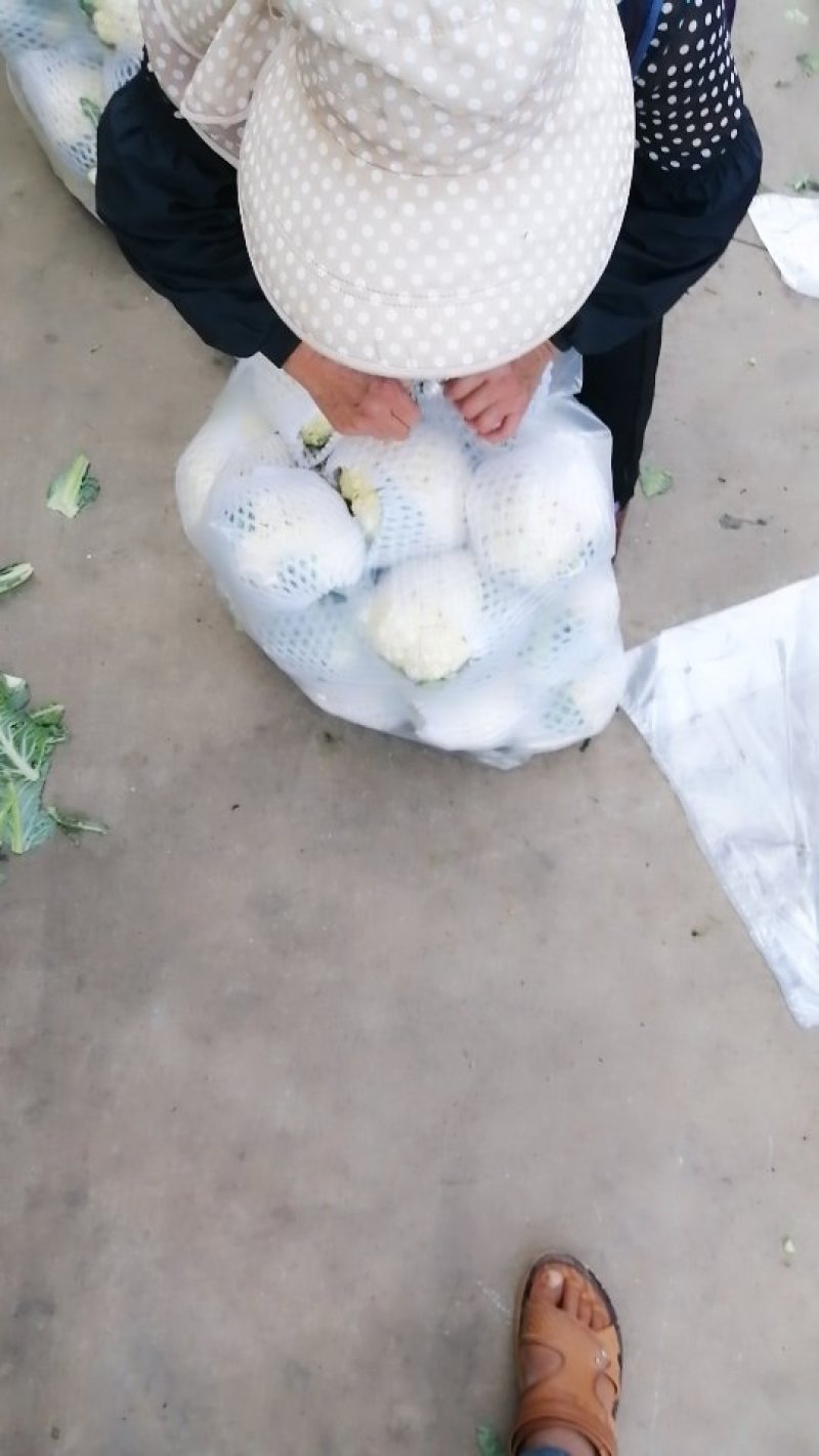 花菜，白花，疙瘩花，松花