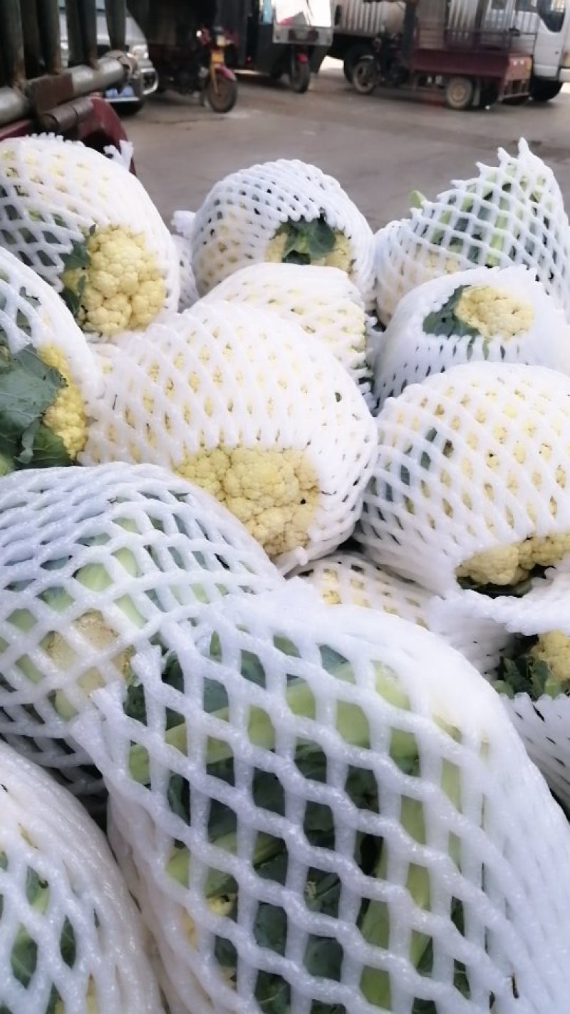花菜，白花，疙瘩花，松花