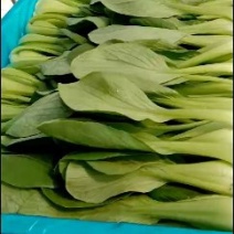 油菜