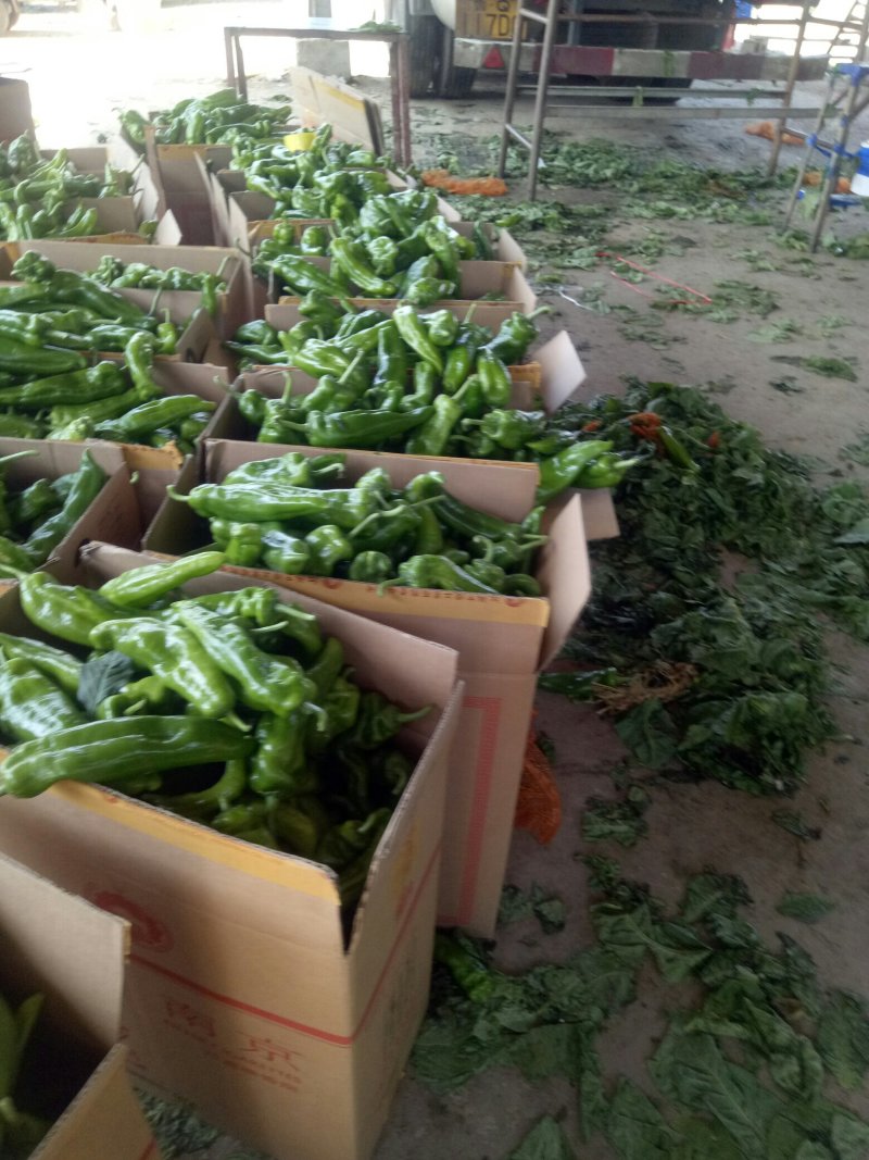 【官方首推】精品牛椒301产地直销价格实惠。质量保证