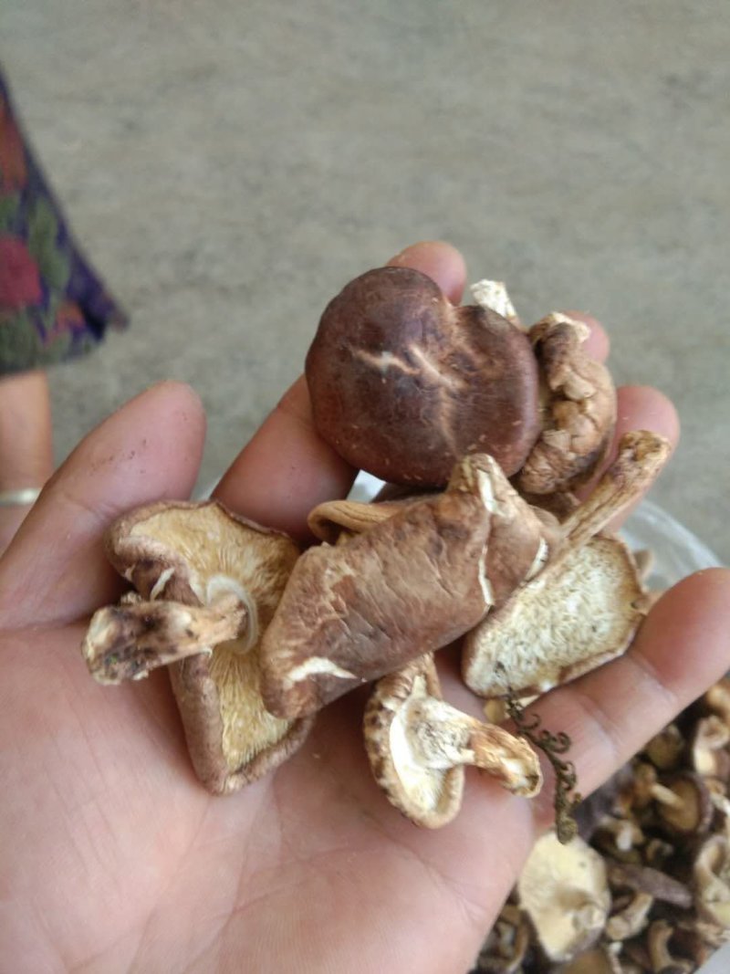 大凉山野生蘑菇