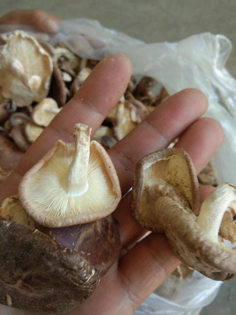 大凉山野生蘑菇