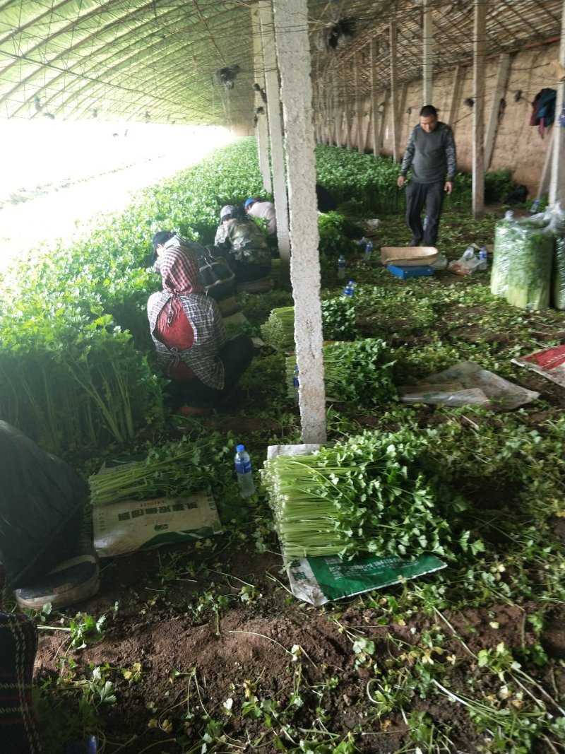 小叶西芹