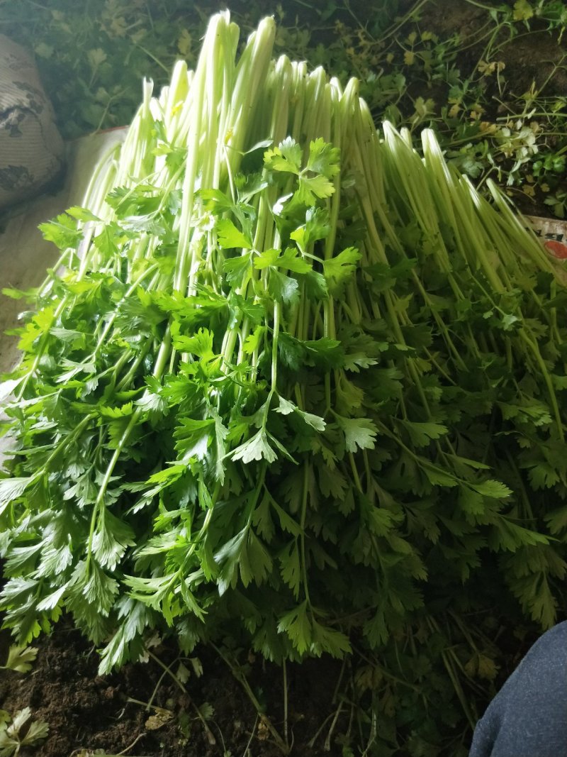 西芹