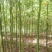 香樟树