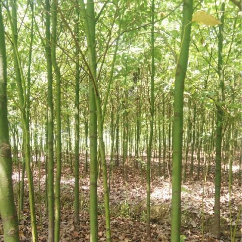 香樟树