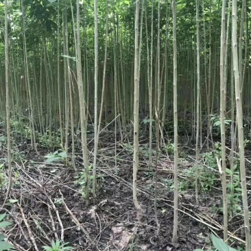杜仲
