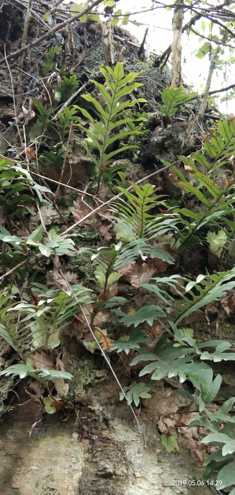 骨碎补