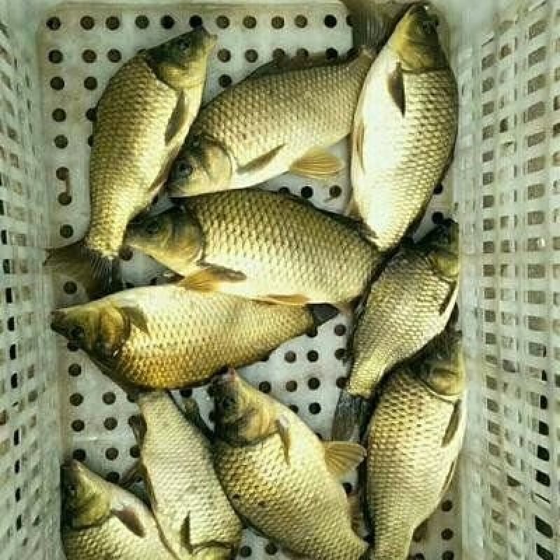 黄金鲫鱼苗大量供应基地直发