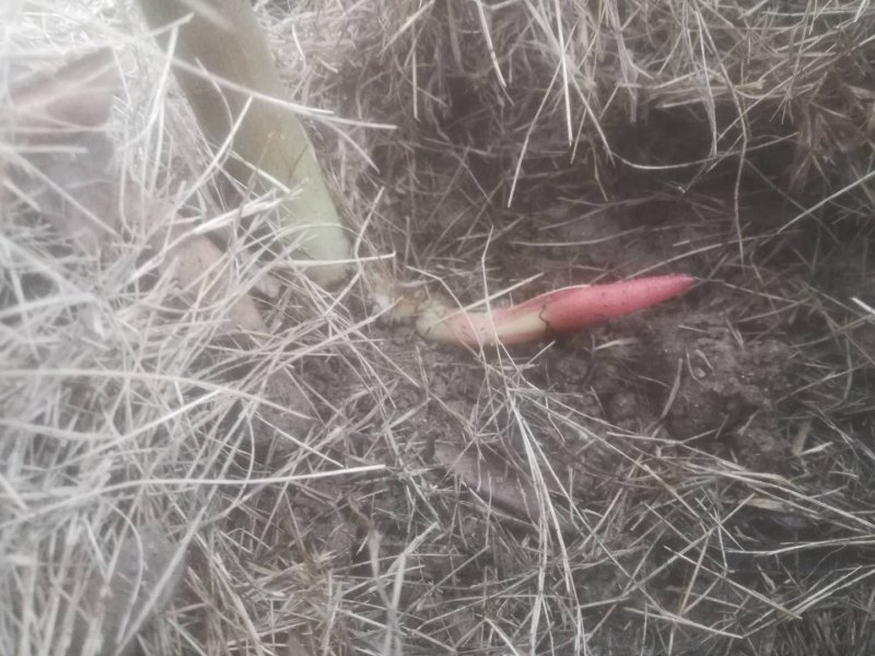 阳荷芽，