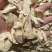 正规货源·全网低价·长期有货·黄芪·健康之选