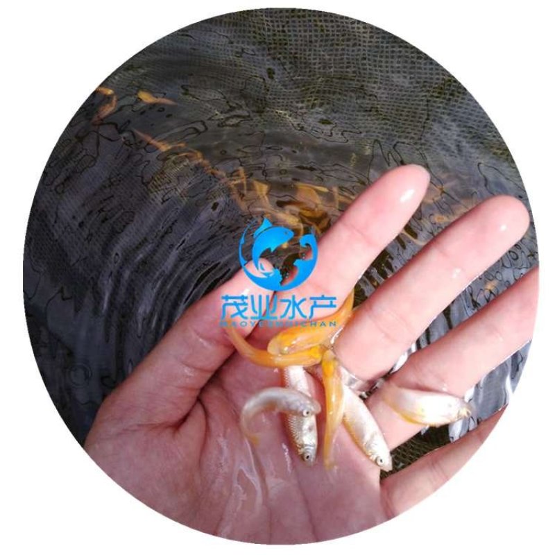 俄罗斯金丝鲩鱼苗金草鱼苗全国发货