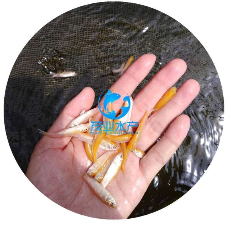 俄罗斯金丝鲩鱼苗金草鱼苗全国发货