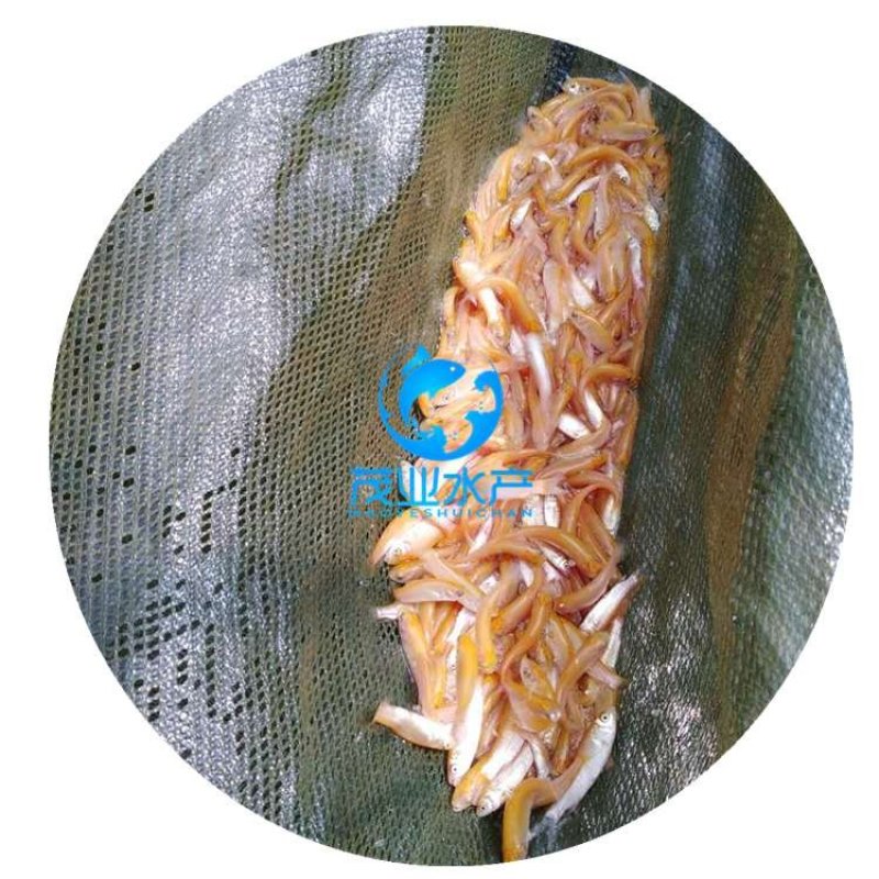 俄罗斯金丝鲩鱼苗金草鱼苗全国发货