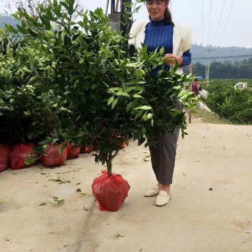 爱媛38，耙耙柑，沃柑，金秋，爱沙，大小挂果树
