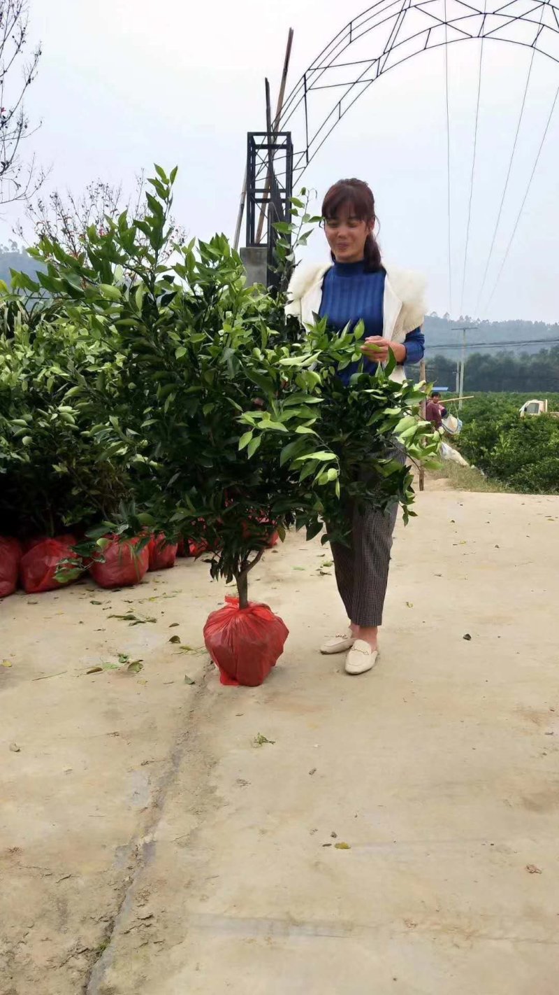 爱媛38，耙耙柑，沃柑，金秋，爱沙，大小挂果树