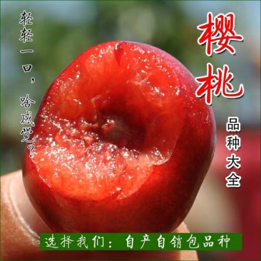 红灯樱桃苗个头大,甜度高,成熟早,包品种免费后期指导