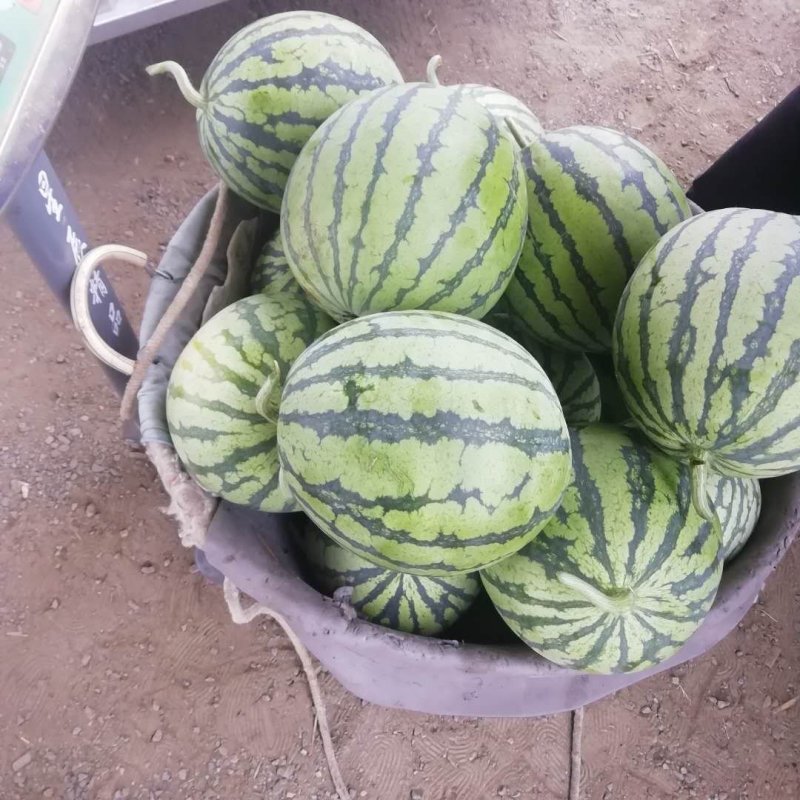 8424西瓜优质货源大量供货中诚信合作场地大
