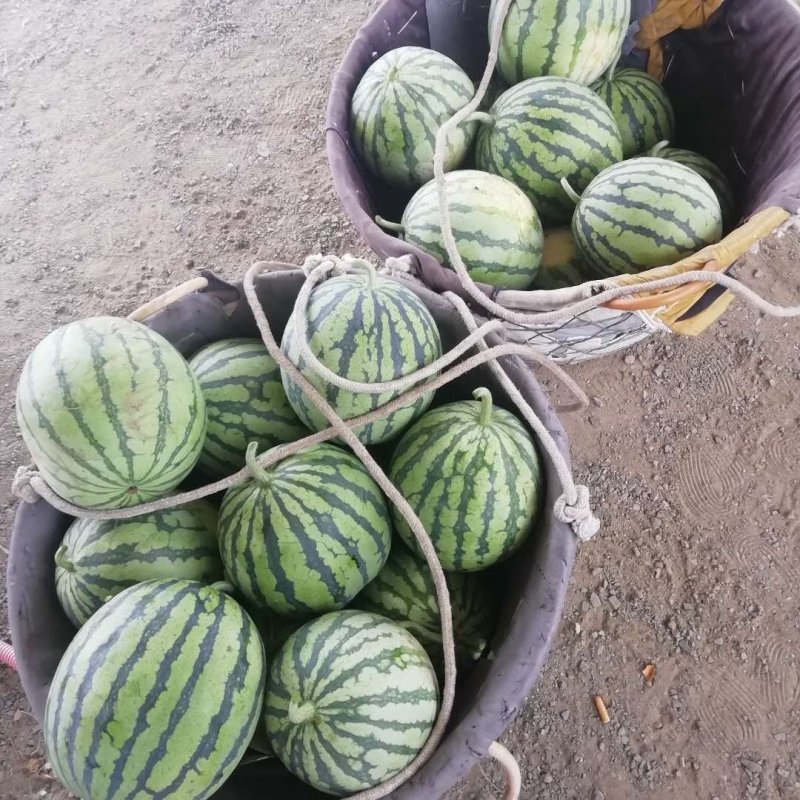 8424西瓜优质货源大量供货中诚信合作场地大